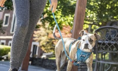 22 Gifts That Will Satisfaction Your Pet