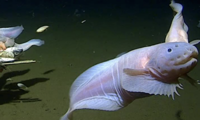 Phenomenal creature found 27,000 toes below the ocean. Here is the intention it survives.