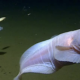 Phenomenal creature found 27,000 toes below the ocean. Here is the intention it survives.