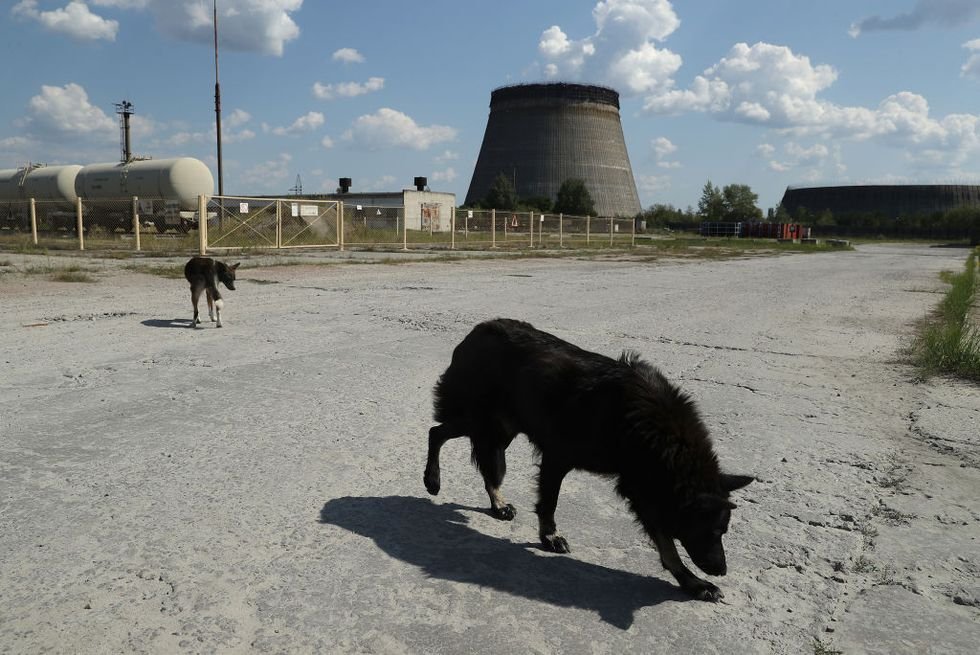 The Canines of Chernobyl Are Experiencing Immediate Evolution, Derive out about Suggests