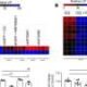 Inhibiting the organic crosstalk of autophagy and mitochondrial unbiased underlying pancreatic ductal adenocarcinoma