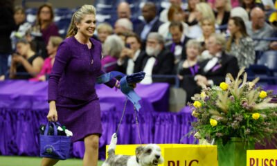 Westminster Dog Mark 2023 Results: Handiest of Breed Winners and Final Recap