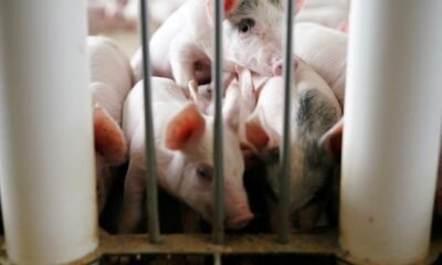 US Supreme Court judges learned frequent floor on a case about the humane treatment of pigs