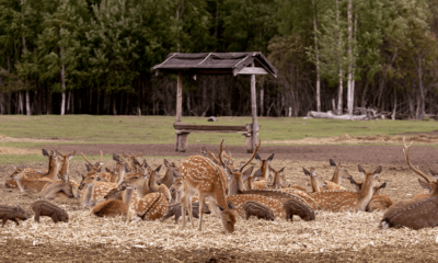 How to Originate Deer Farming for Meat