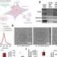 In mice, naturally derived nanocarriers decrease lung inflammation, tissue hurt