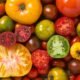 15 Luscious Heirloom Tomato Recipes That Are Ideal for Summer