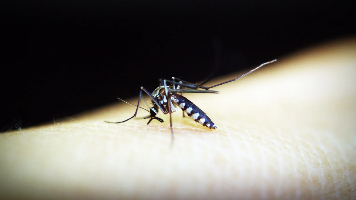 The United States has witnessed an alarming resurgence in the spread of malaria through mosquito bites, with five confirmed cases reported in the last two months. This marks the first instance of local transmission in the country in two decades, signaling a concerning development in public health. The health alert issued by the Centers for Disease Control and Prevention (CDC) has drawn attention to the escalating threat. As per the CDC, Florida has reported four cases, while Texas has reported one case. Malaria is caused by a parasite transmitted through mosquito bites and manifests with symptoms such as fever, chills, and flu-like illness. If left untreated, malaria can result in severe complications and fatalities. Regrettably, children in sub-Saharan Africa have borne the brunt of this disease in recent times. Health officials are urging doctors nationwide, particularly those in southern states with a favorable climate for malaria-carrying tropical mosquitoes, to remain vigilant and acknowledge the possibility of infection. Additionally, healthcare providers should ensure access to intravenous drugs, which are the recommended first-line treatment for severe malaria spread cases in the United States, as advised by the CDC. According to the CDC, the individuals diagnosed with malaria have received timely treatment, resulting in positive progress in their conditions. In the United States, approximately 2,000 cases of malaria spread are diagnosed annually, with the majority of infections occurring in travelers returning from regions where malaria is prevalent. However, since 1992, there have been 11 reported outbreaks of mosquito-borne malaria within the country. The most recent outbreak was observed in 2003 in Palm Beach County, Florida, where eight cases were confirmed. Also Read: The DEA Relaxed Online Prescribing Tips At some level of Covid. Now It Needs to Rein Them In. The resurgence of malaria within the United States serves as a reminder that the threat of this deadly disease is not limited to distant lands. Climate change and global travel patterns contribute to the potential spread of tropical diseases to new regions, including areas previously considered safe from such infections. This recent increase in local transmission highlights the importance of effective surveillance, preventive measures, and prompt treatment to curb the spread of malaria. As health officials and experts continue to investigate and monitor the situation, it is crucial for individuals residing in or traveling to regions where malaria is endemic to take appropriate precautions. These precautions may include using mosquito repellents, wearing protective clothing, and sleeping under bed nets in areas where mosquitoes are prevalent. The CDC and other health organizations are actively working to enhance public awareness, improve surveillance systems, and develop strategies to combat the spread of malaria within the United States. Increased funding for research, education, and prevention efforts is essential to tackle this growing threat effectively. In conclusion, the recent cases of malaria spread through mosquito bites in Florida and Texas have raised concerns among health officials. The two-decade-long absence of local transmission within the United States has been broken, emphasizing the need for heightened vigilance and proactive measures to combat the spread of this deadly disease. Public health authorities, medical professionals, and the general public must work together to prevent further local transmission and protect vulnerable populations from the devastating effects of malaria.