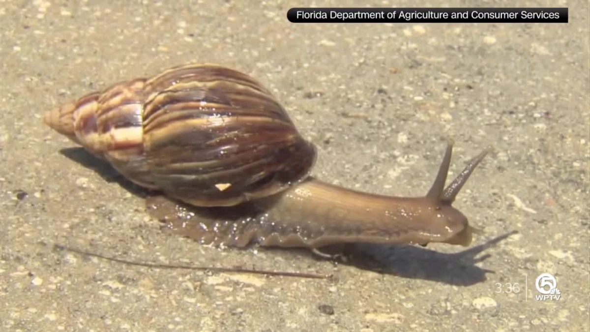 A concerning discovery has sent shockwaves through the Miramar area of Broward County, Florida. Invasive giant African land snails, notorious for their destructive capabilities, have been sighted, prompting officials to implement a quarantine in affected neighborhoods. These snails pose a significant threat to the local ecosystem, agriculture, and even human health. This article aims to shed light on the situation, outlining the implications of this discovery and the measures being taken to address the issue. The Miramar Quarantine and Treatment Zones Following the detection of giant African land snails earlier this month, the Florida Department of Agriculture and Consumer Services promptly announced a quarantine in certain neighborhoods of Broward County. The quarantine prohibits the movement of these snails, as well as plants, soil, compost, and yard waste, in or out of the area without proper compliance from the agriculture department. This action is essential to prevent the further spread of this invasive species. To tackle the issue effectively, state officials have designated two treatment areas within the quarantine zone. These areas will serve as focal points for applying appropriate measures to control and eradicate the snail population. The state agriculture department plans to utilize a metaldehyde-based molluscicide, an approved snail bait, as the primary treatment method. This approach has been employed in the past with some success. The Environmental and Agricultural Threats Giant African land snails are notorious for their voracious appetite, capable of consuming over 500 different plant species. This poses a significant risk to Florida's agriculture and natural areas, as these snails can cause extensive damage to tropical and subtropical environments. They have the ability to chew through stucco, plastic recycling bins, and even signs. The sharp edges of their calcium shells are known to puncture vehicle tires, leading to potential accidents on the roads. Also Read: The 2 Strikes That Will Abet Shred Your Abs, In accordance with This High Trainer Human Health Concerns Beyond the ecological and agricultural consequences, the presence of giant African land snails also raises concerns for human health. These snails are carriers of a parasite called rat lungworm, known to cause a condition called meningitis. Rat lungworm infestation occurs when humans inadvertently consume the snails or their slime, which may be present on contaminated fruits and vegetables. Meningitis can lead to inflammation and swelling of the membranes surrounding the brain and spinal cord, resulting in severe health complications. Conclusion The discovery of invasive giant African land snails in the Miramar area of Broward County, Florida, has sparked the implementation of a quarantine and focused treatment zones. The primary objectives are to contain the spread of these destructive snails, protect the local ecosystem, and safeguard human health. Efforts by the Florida Department of Agriculture and Consumer Services, including the use of metaldehyde-based molluscicide, aim to mitigate the ecological and agricultural risks associated with the presence of these snails. It is crucial for residents and authorities to remain vigilant and adhere to the quarantine regulations to prevent further proliferation of this invasive species. By working together, it is possible to address this issue effectively and minimize the potential damage caused by giant African land snails in the Miramar area and beyond.