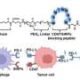 Researchers synthesize chimeric peptide that elicits antitumor relate for most cancers immunotherapy