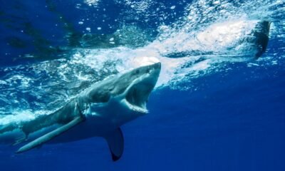 Fresh York Metropolis Authorities Enhance Water Body Security Following Double Shark Assault