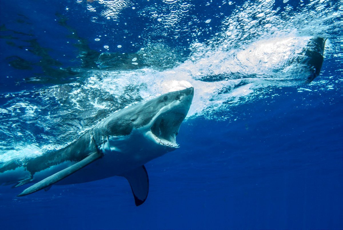 Fresh York Metropolis Authorities Enhance Water Body Security Following Double Shark Assault