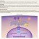 How a genetic mutation can trigger folk with identical outdated ldl cholesterol to manufacture coronary heart disease at a young age