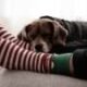 Ask the Pediatrician: When a pet dies, how form I aid my child cope?