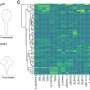 Lipid check can place threat of preeclampsia, a doubtlessly lethal pregnancy complication