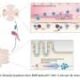 Affiliation chanced on between gut immune cells and eye injury from glaucoma