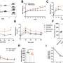 GKA improves glucose tolerance and induces hepatic lipid accumulation in mice with weight reduction program-prompted weight problems