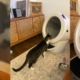 Is the Litter-Robot 4 worth $650?