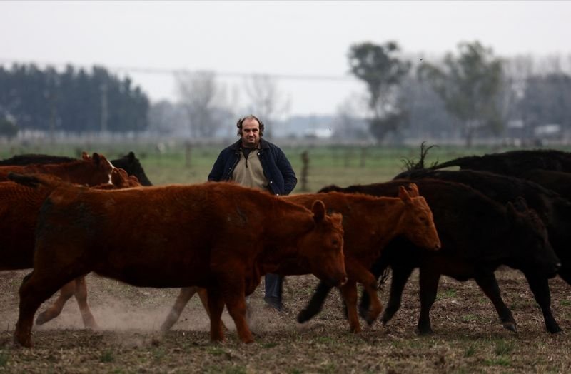 Argentine farmers again conservatives in election, hoping for freer markets