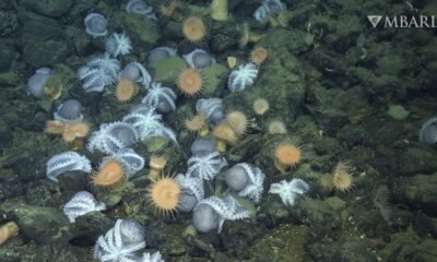 10,000 toes down, scientists rep ‘colossal’ octopus colony