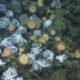 10,000 toes down, scientists rep ‘colossal’ octopus colony