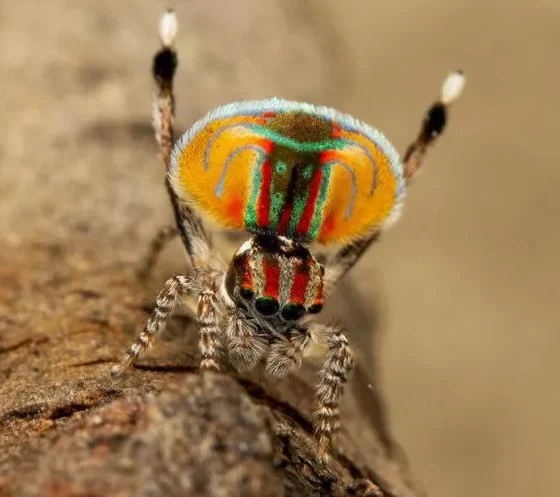 633ef88532c827ec89d299f1d42fb737